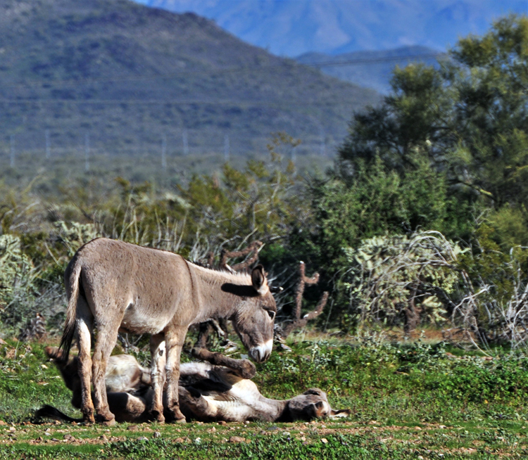 herd of donkeys